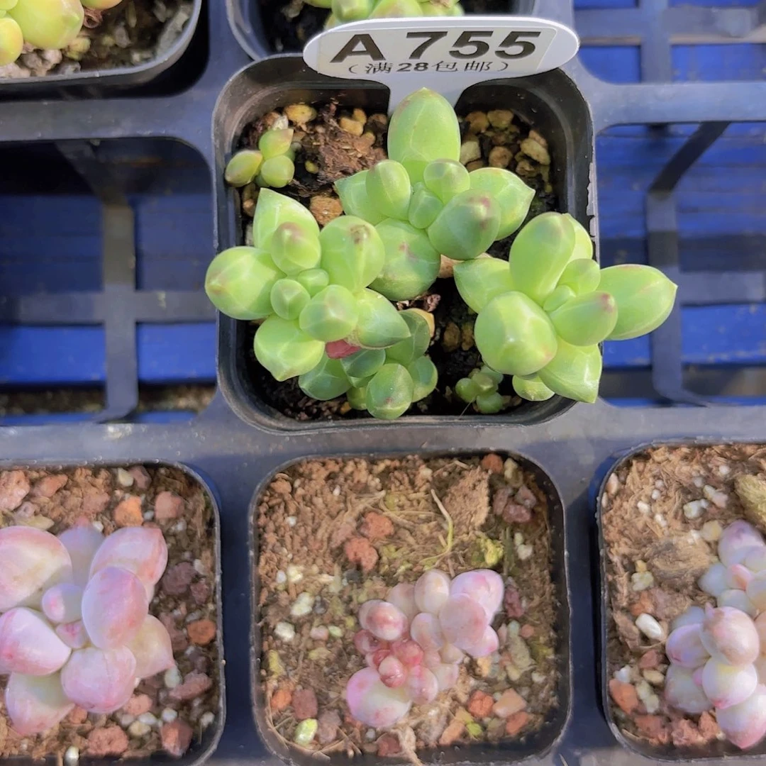 A755千代田一物一拍