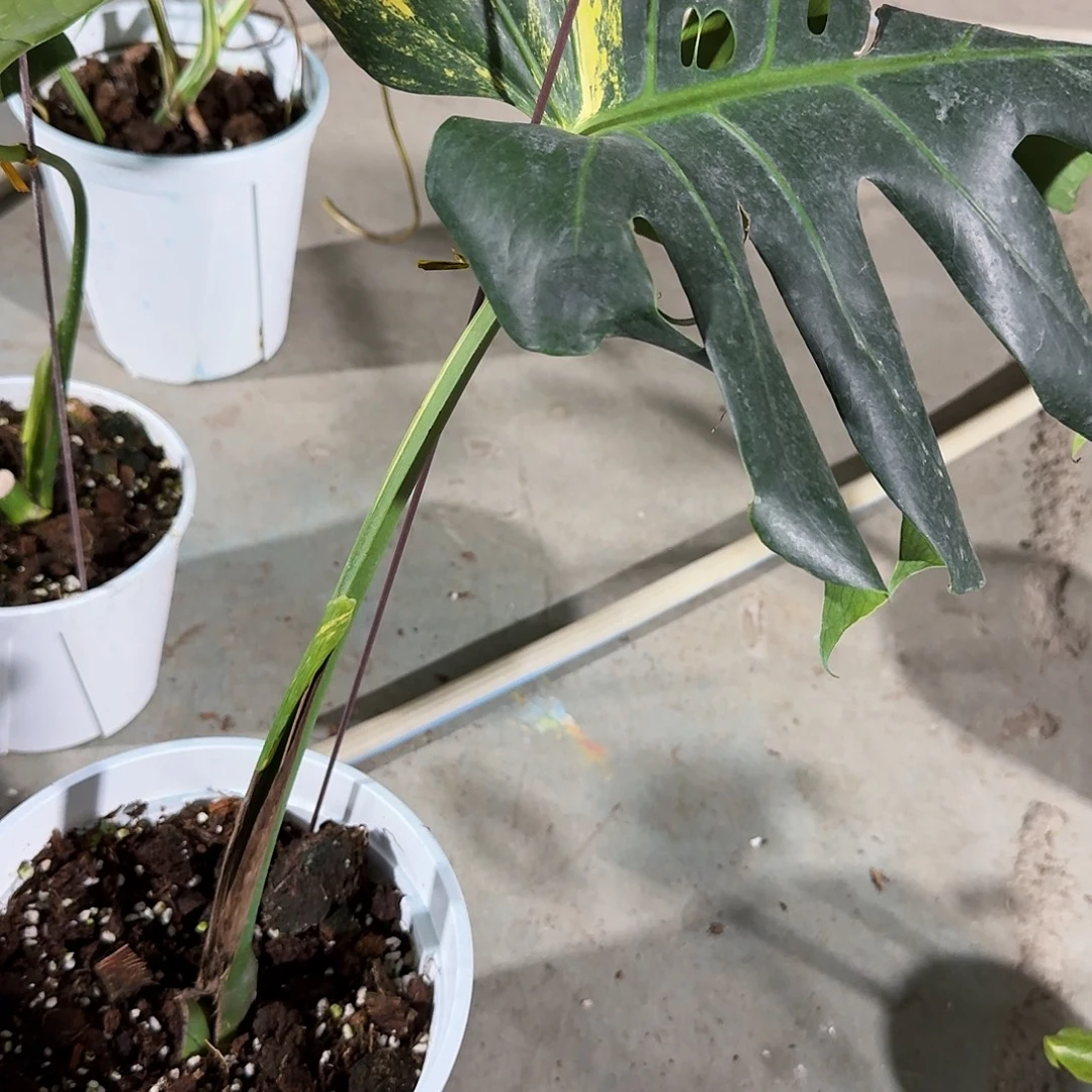 M***n无花朵龟背竹植物一物一拍