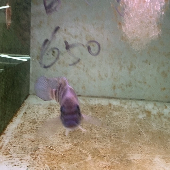 海水鱼萨伊蓝潘多拉