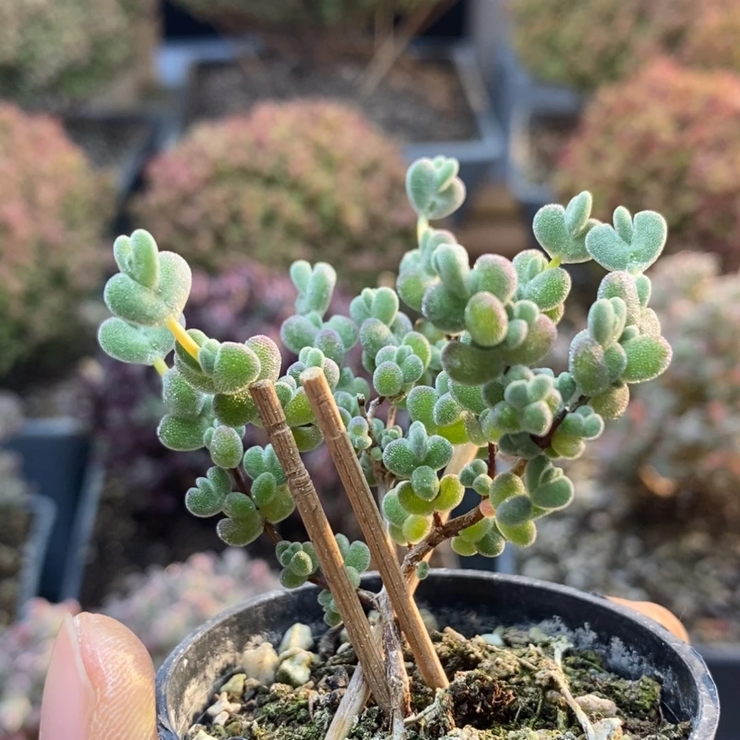 ?****丶莱斯4776年后发货