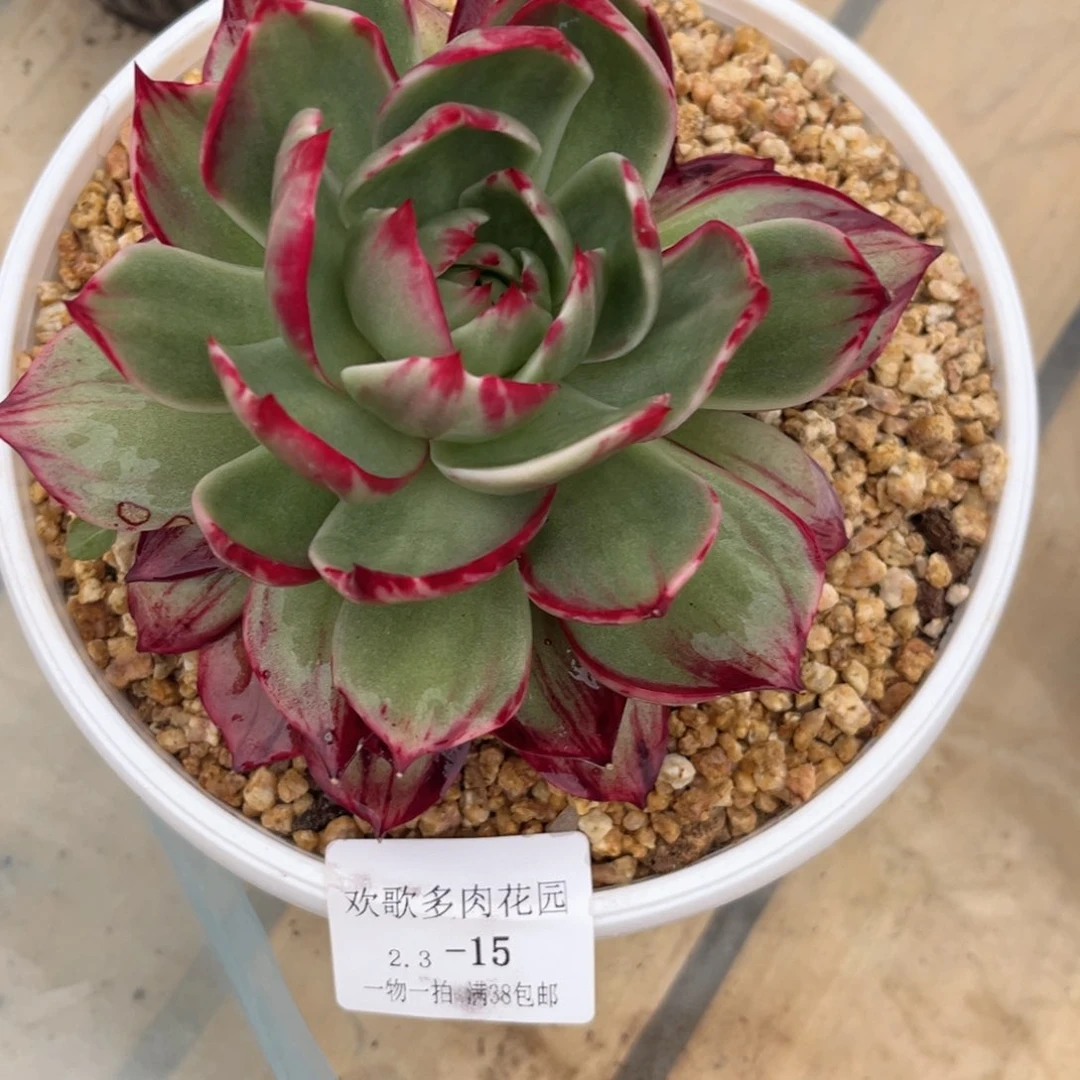 米*2.3-15惊鸿仙子大单头