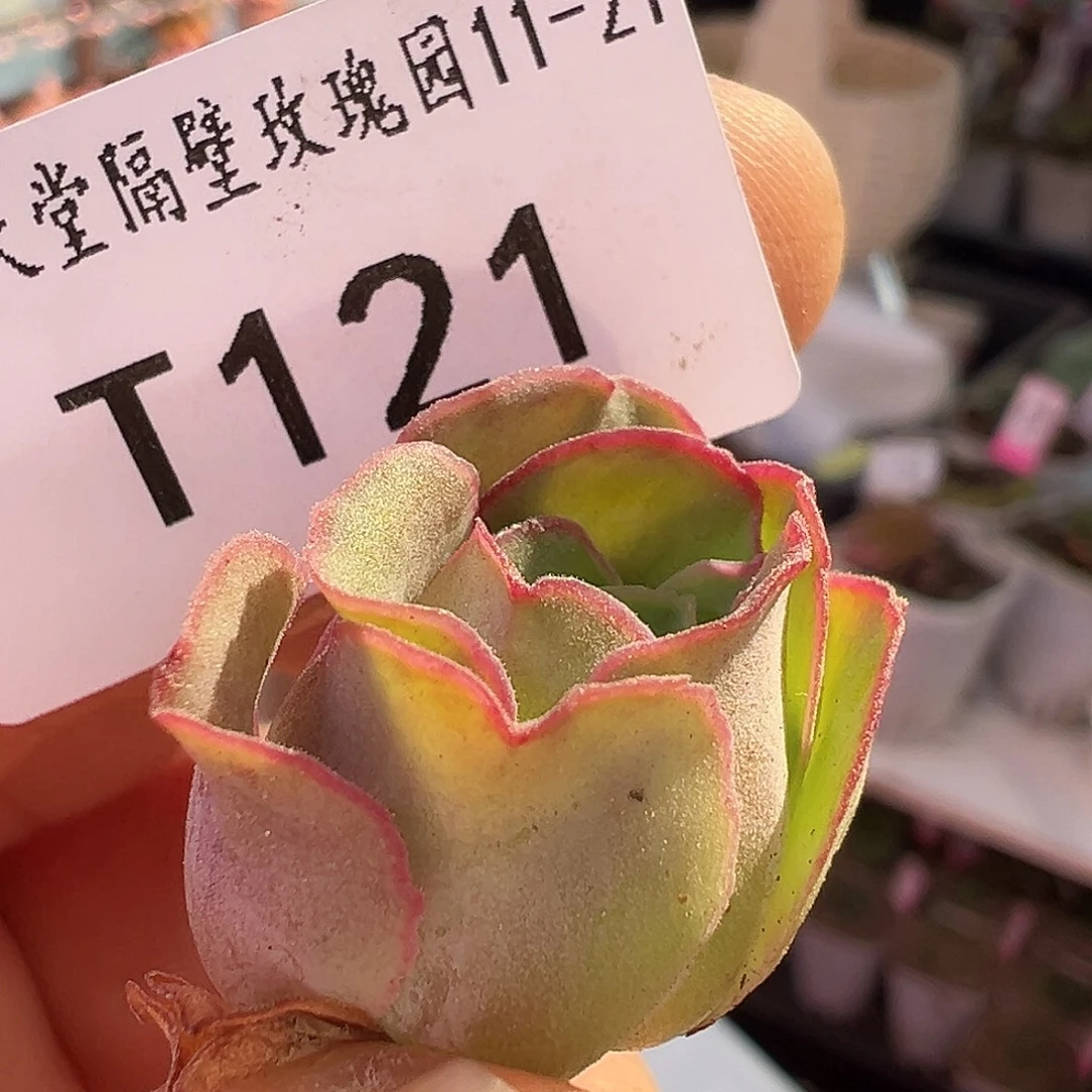糖糖121 秋宴 侧芽福利