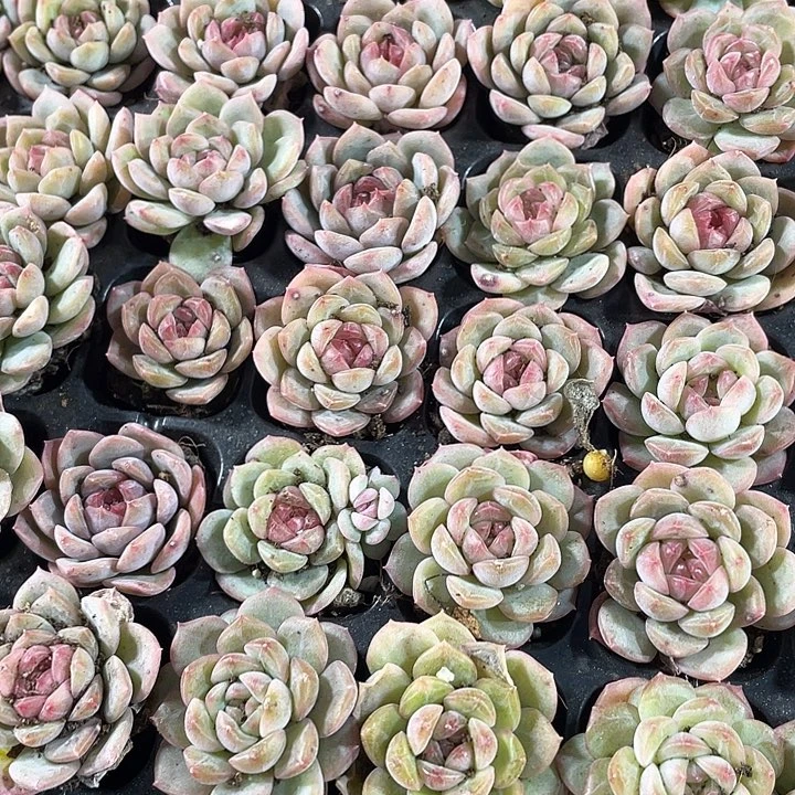 小琴心1元带土发货