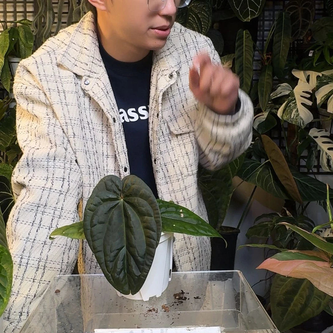 完全开放X11bvep杂奢华叶损无售后