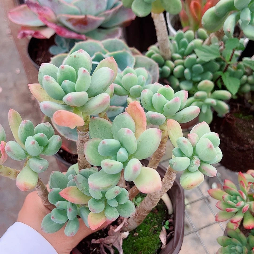 清新美人大长腿精品特价