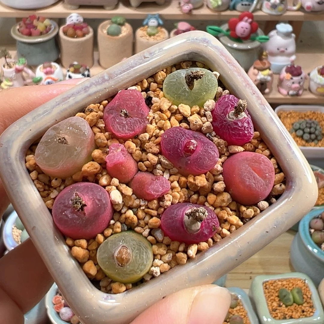 多肉植物35号毛毛