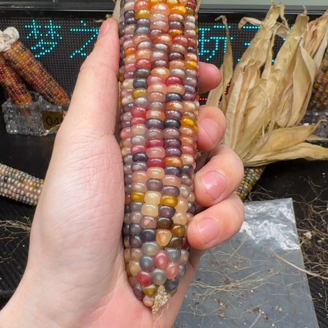 柏香籽/百香籽吊坠静**阳