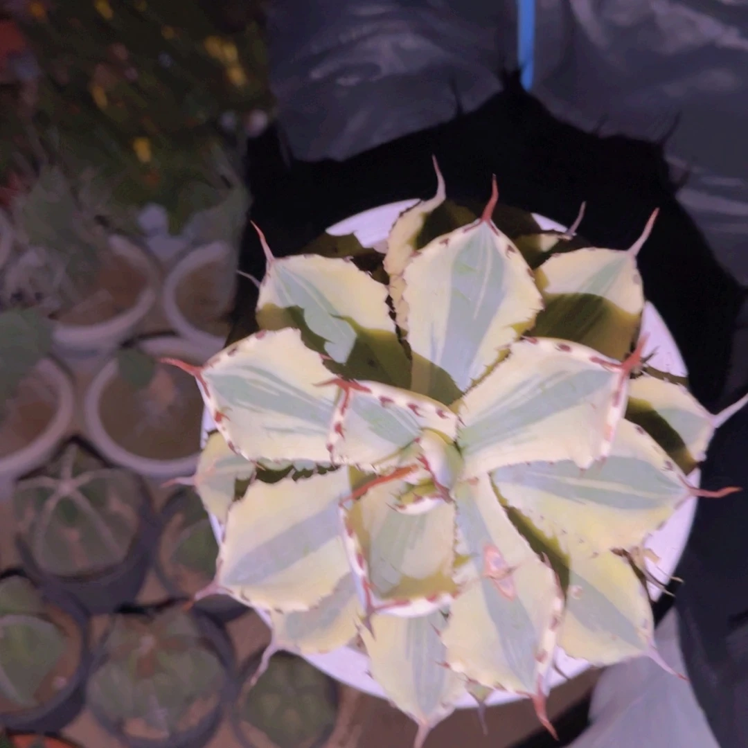 成*败块根植物块根植物