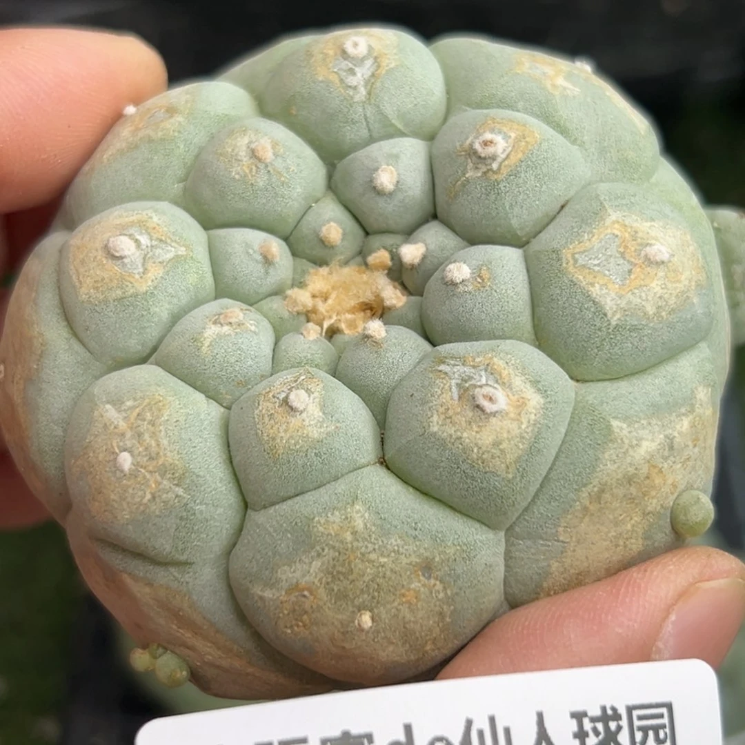 834 有根 仙人球的世界里