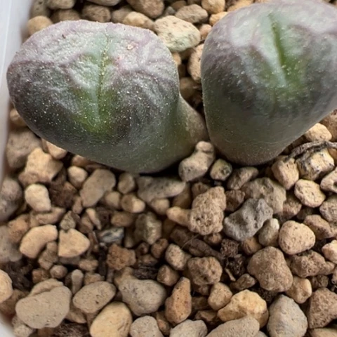 178 好看的肉肉冲冲冲冲冲冲冲