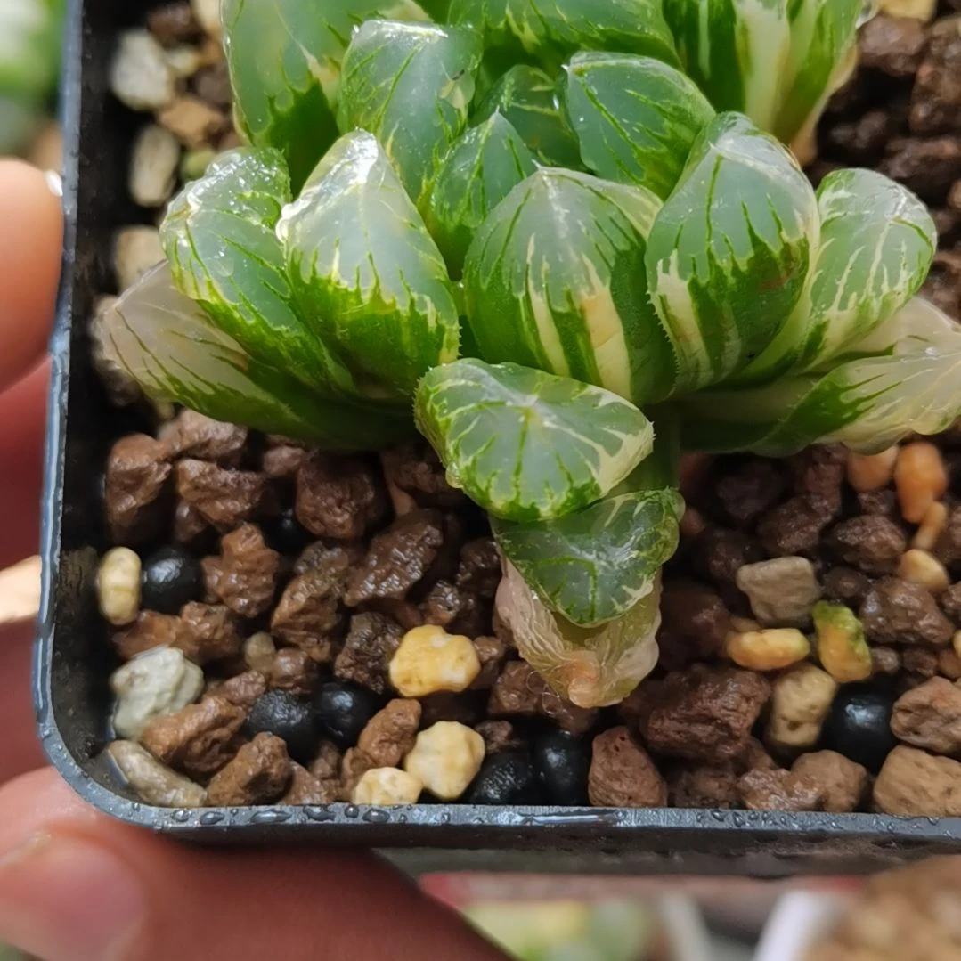 78号实生玉露锦 5厘米左右一物一拍带盆土