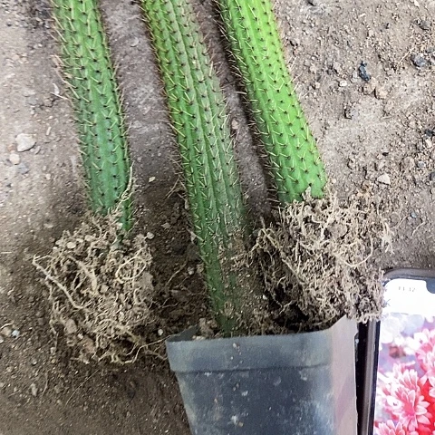 3个彩舞金妞，25689990