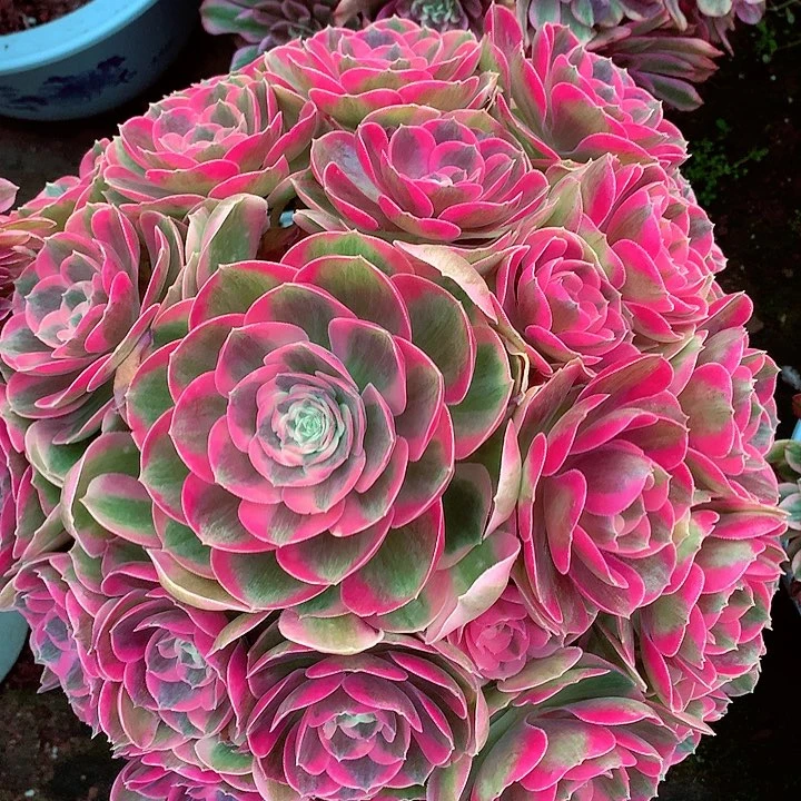 粉女郎多肉植物啊