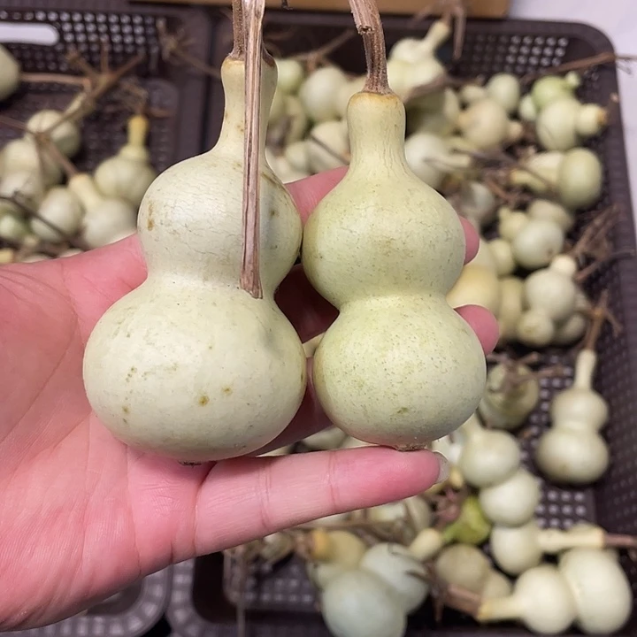 屡***风感谢各位大哥支持  青皮不保成