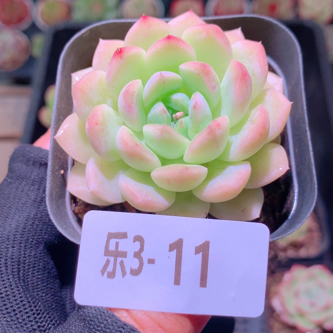 乐然3-11 明月心单头