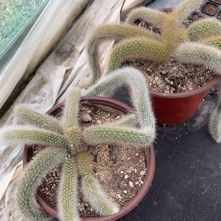 福利大九尾狐群满25包邮