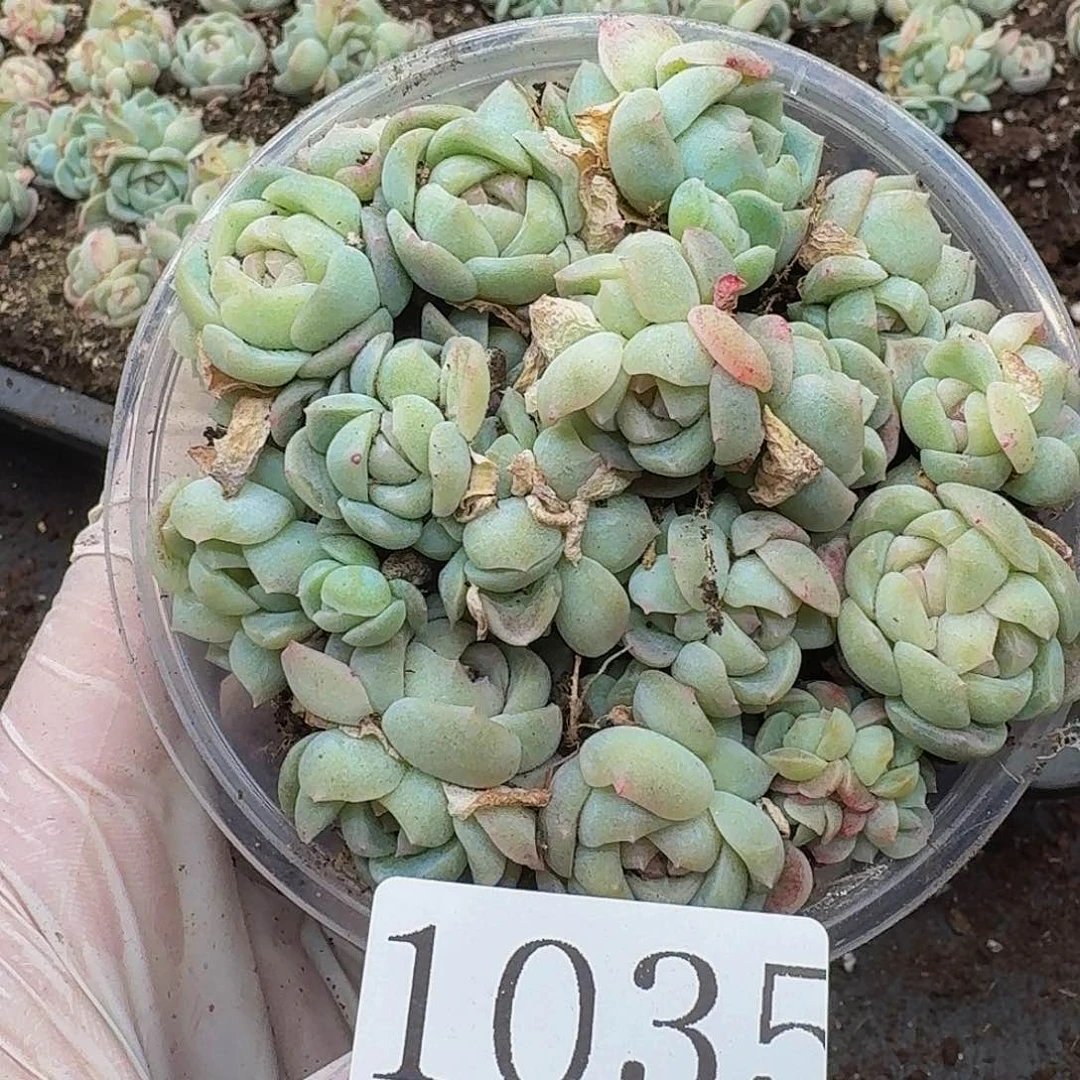 多肉植物多肉植物1035