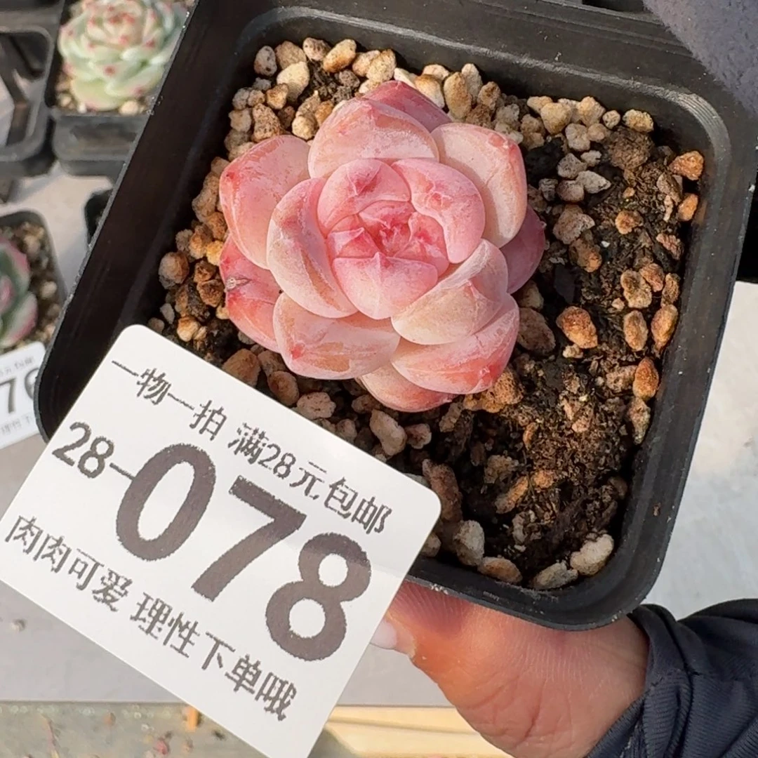 黛玉无盆土发货无盆