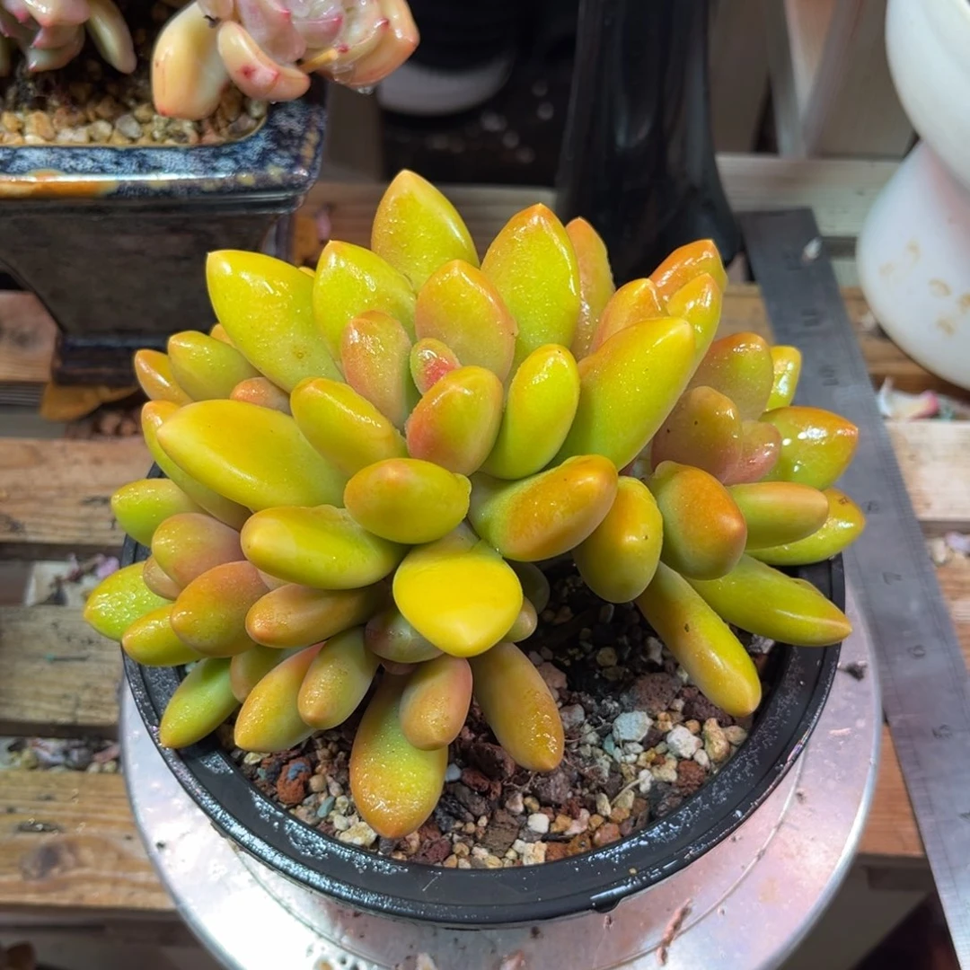 芒果奶sinvtayunvnv
