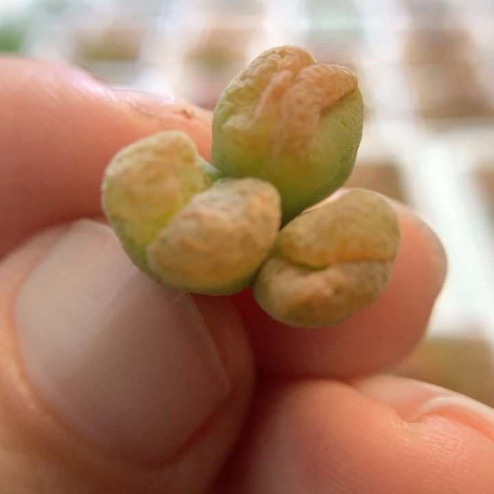 战损006肉锥植物