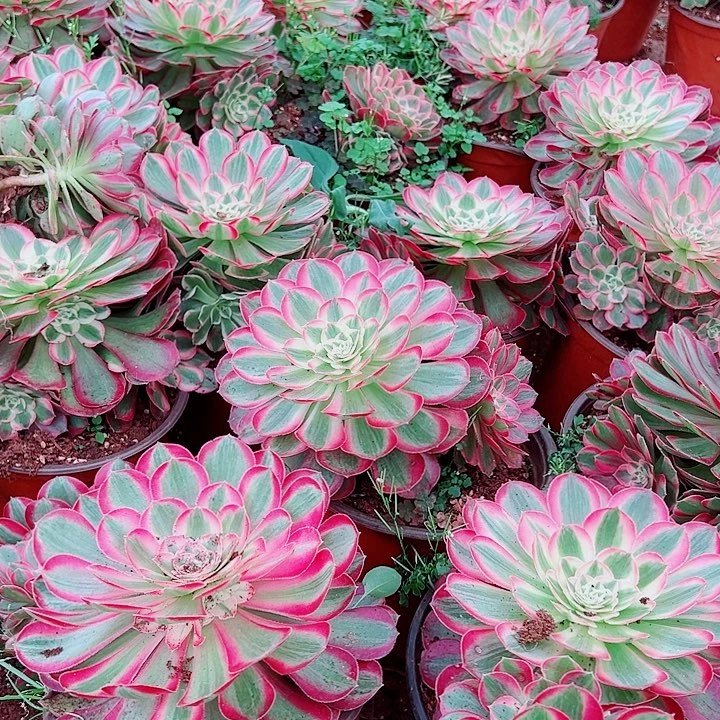 孔雀翎三棚多肉植物大战