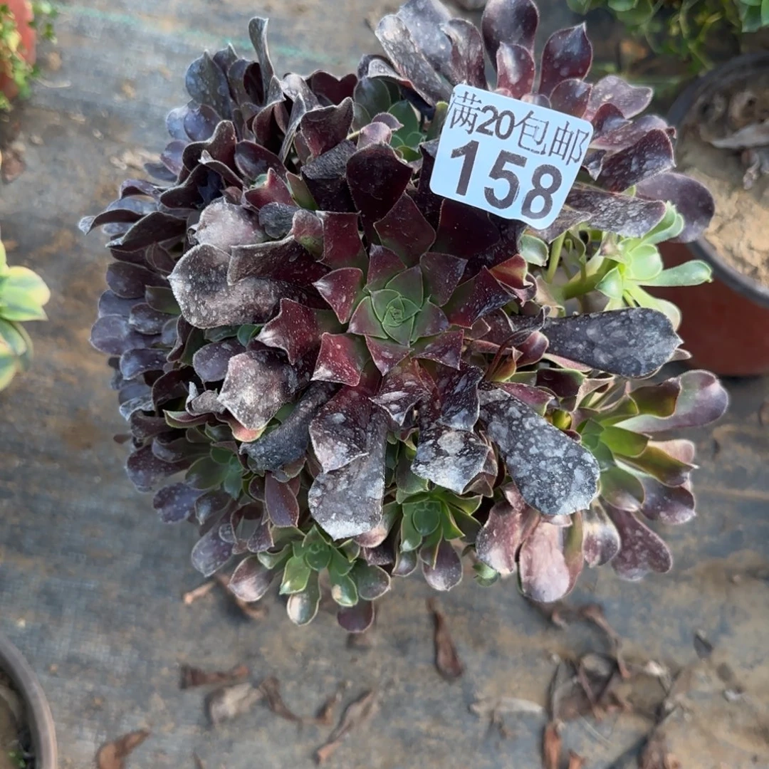 梅花博迪158满20包邮断枝不包