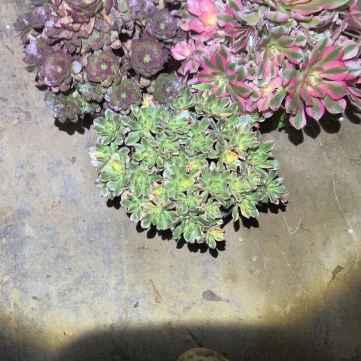 不包侧枝一物一拍48