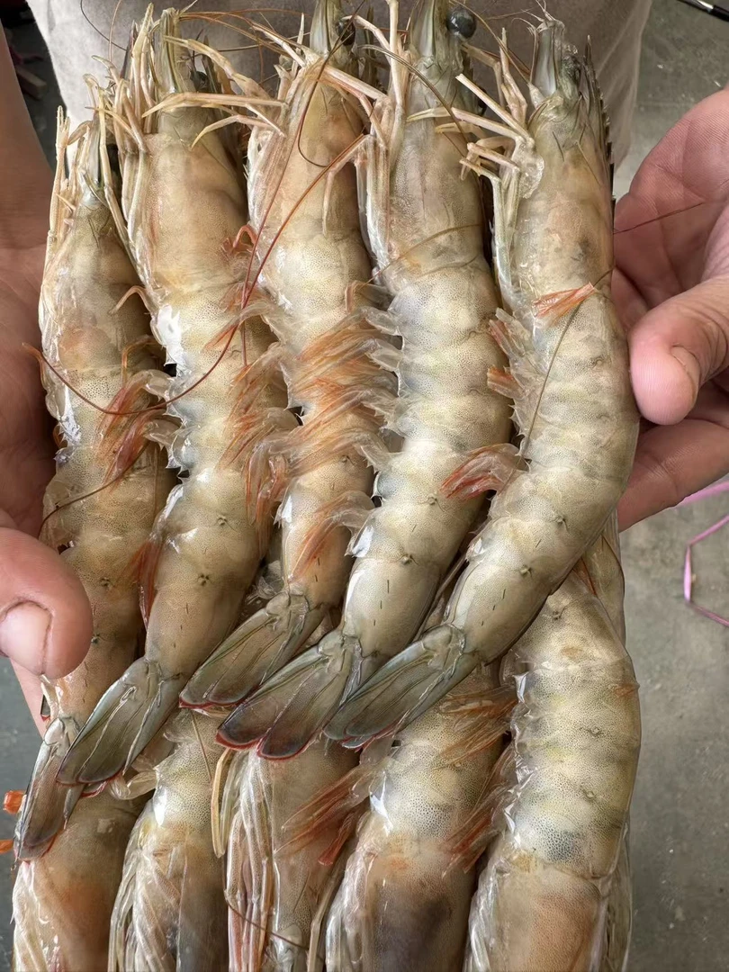 野生海捕对虾 3斤 顺丰包邮