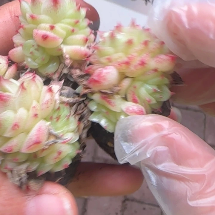 640号 红尖麦秆外翻