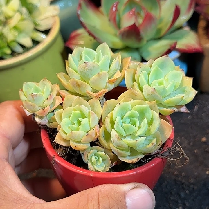 哈密瓜惊鸿一物一拍包装收缩花旱