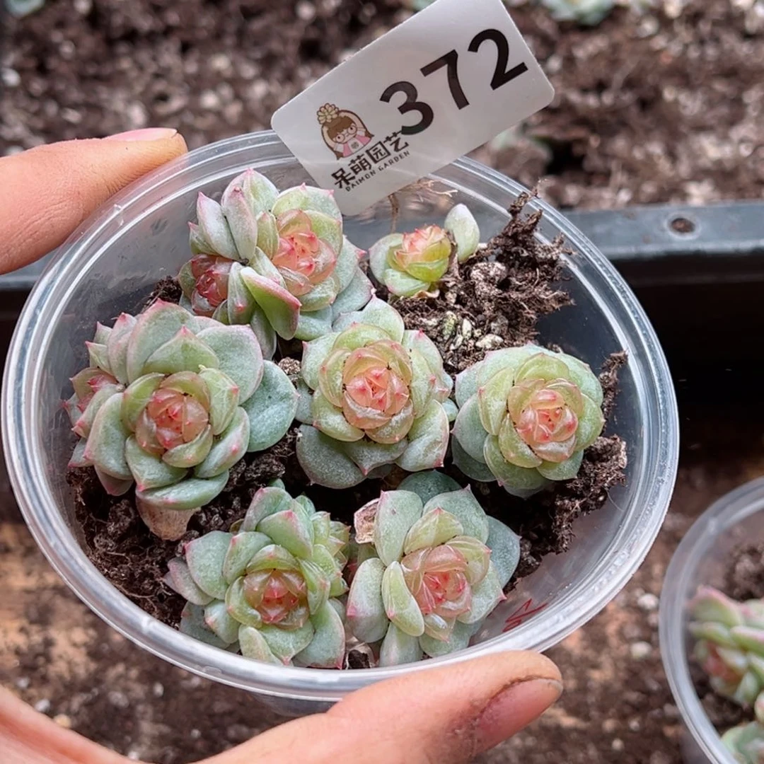 暖*?多肉植物多肉植物