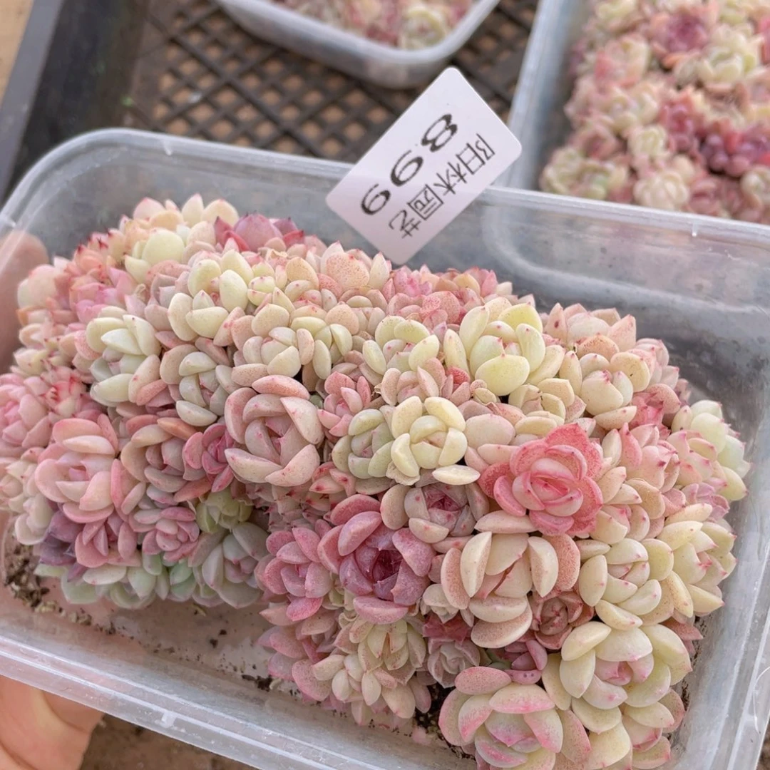 南*饼量拍多肉植物多肉植物899