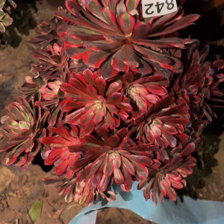 842月亮女神多肉植物