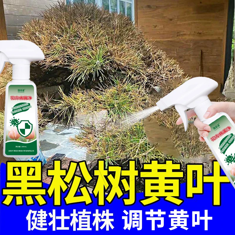 黑松黄叶枯萎赤枯病专用肥料防范铁锈病白粉病掉针用多菌灵即喷型