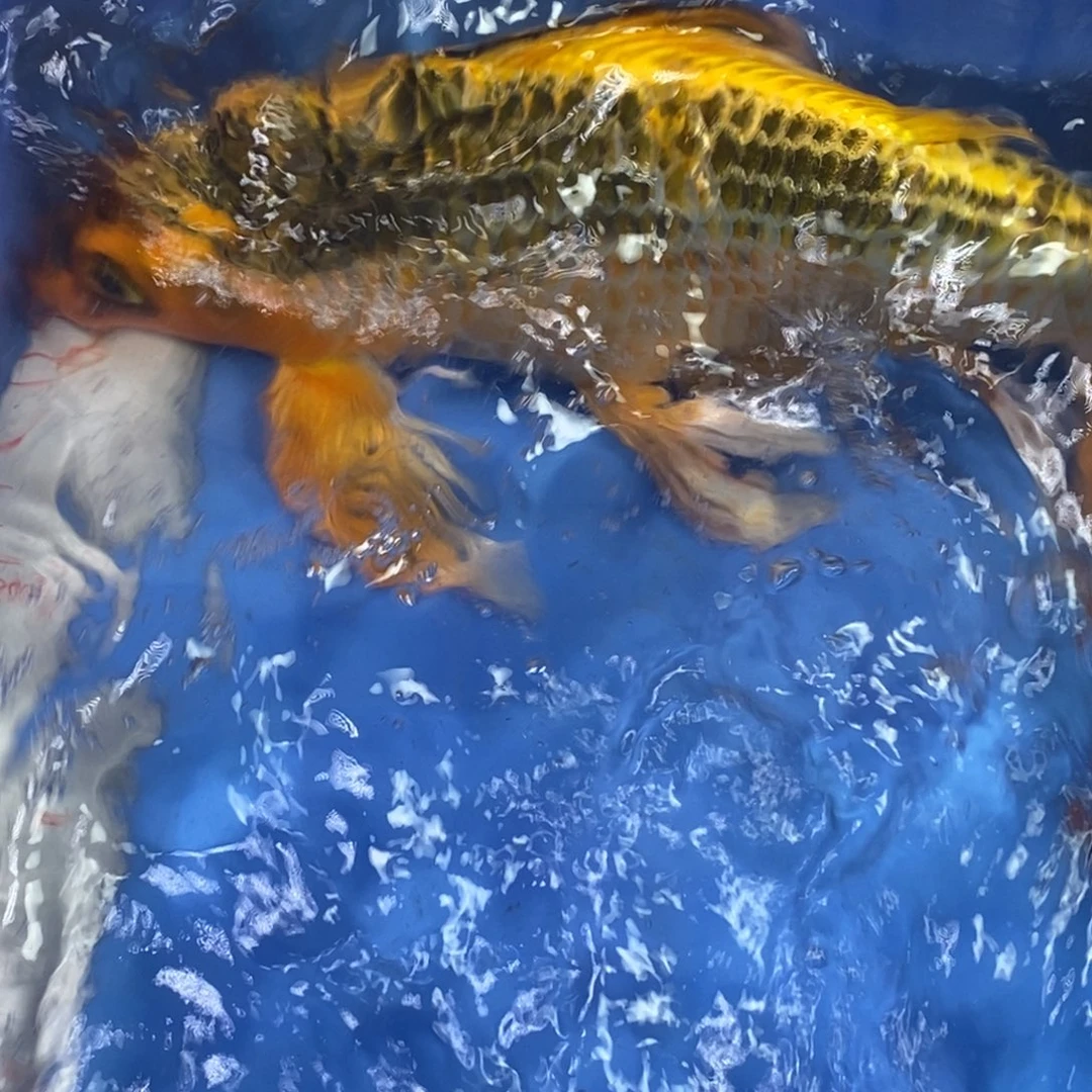 锦鲤冷水锦鲤包邮