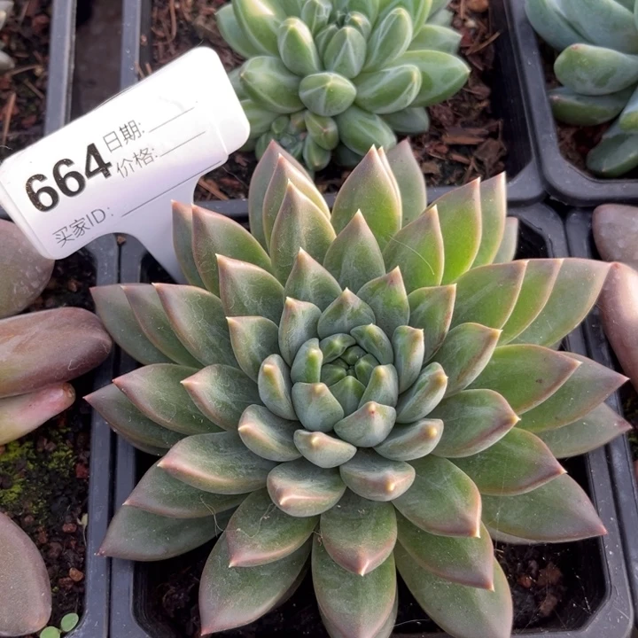 美人系多肉植物664