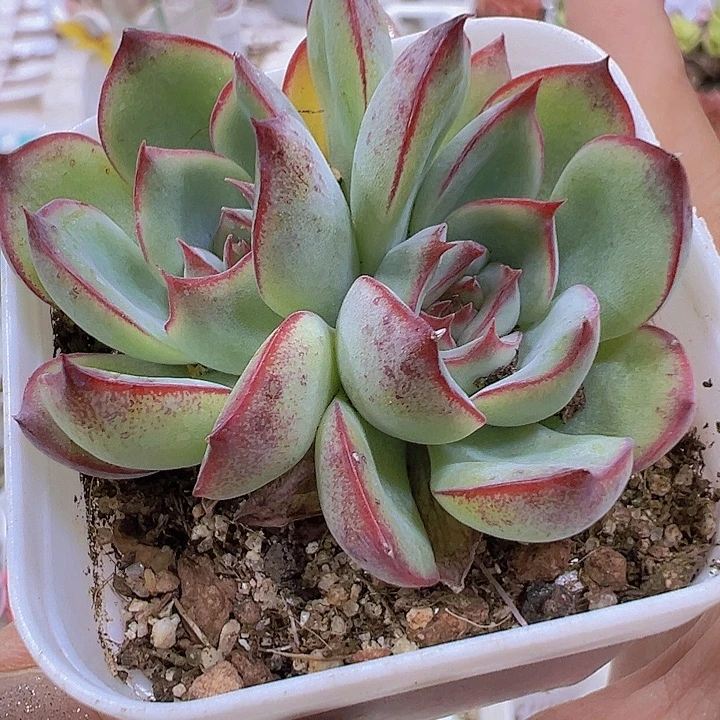 双头勾魂仙子19包邮多肉植物