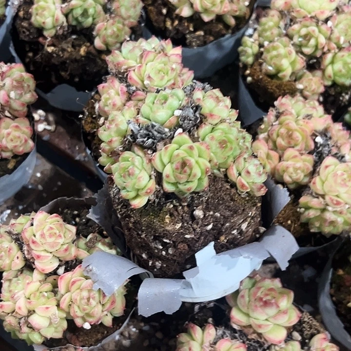 小          红女王