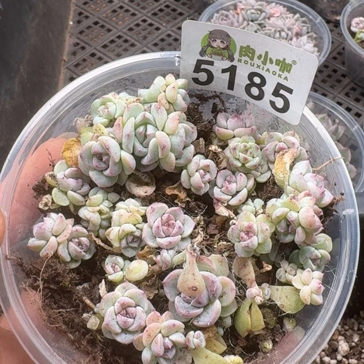 多肉植物多肉植物