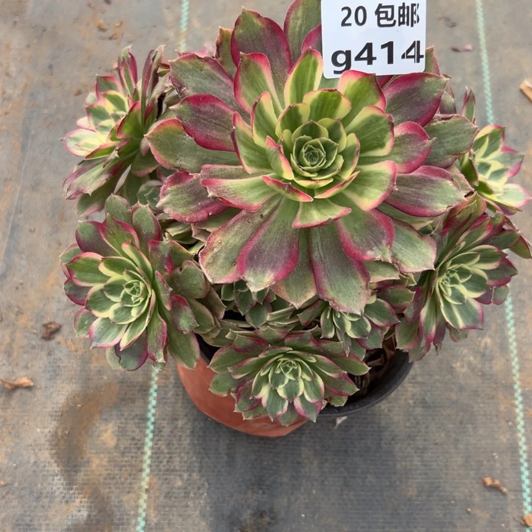 414粉体海王，满20包邮