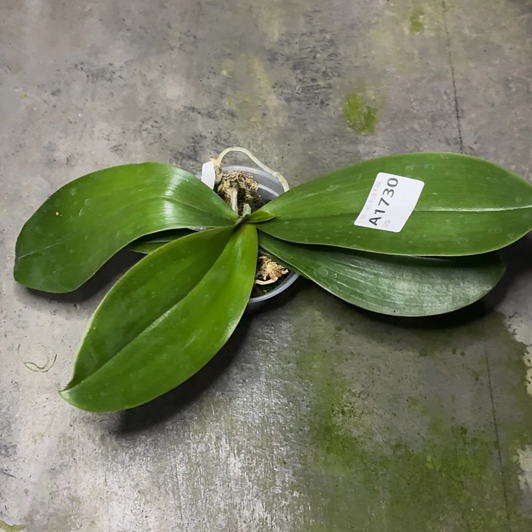 当前无花朵，栽培后可花朵A1730流苏交桑德