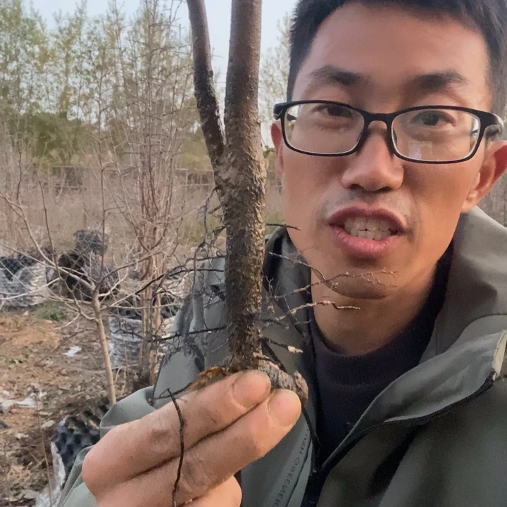 1***发无花朵小山鸡苗6789