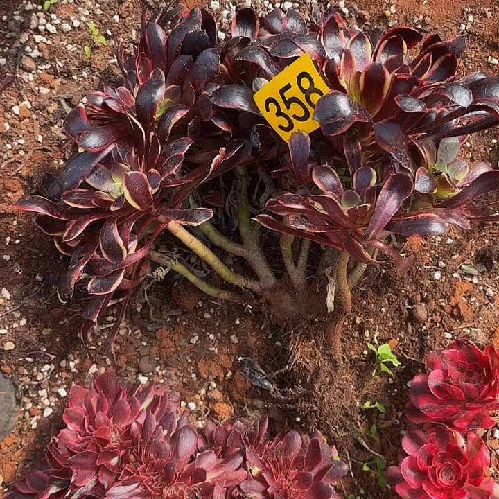 多肉植物福利358