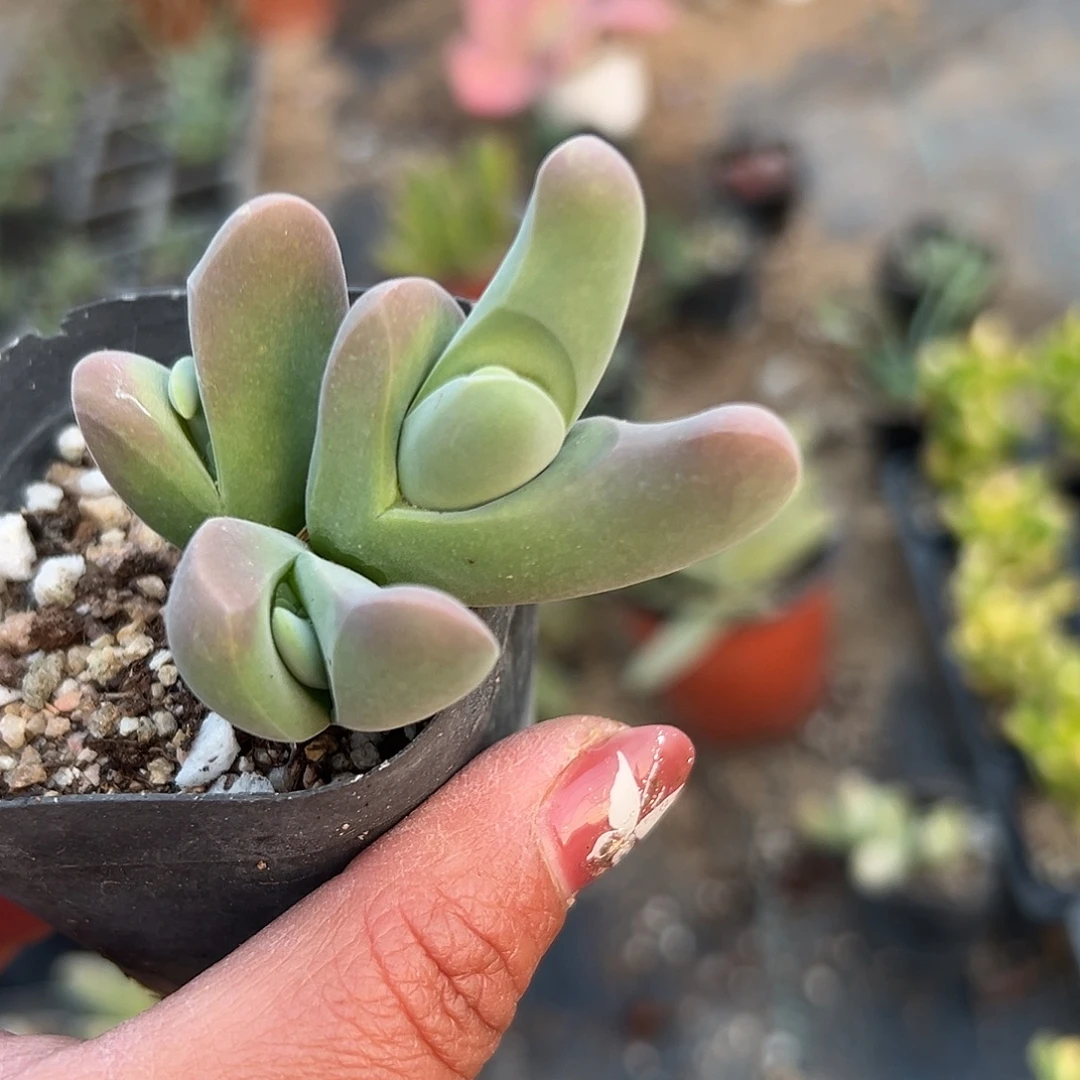 多肉葡萄大白鲨开花