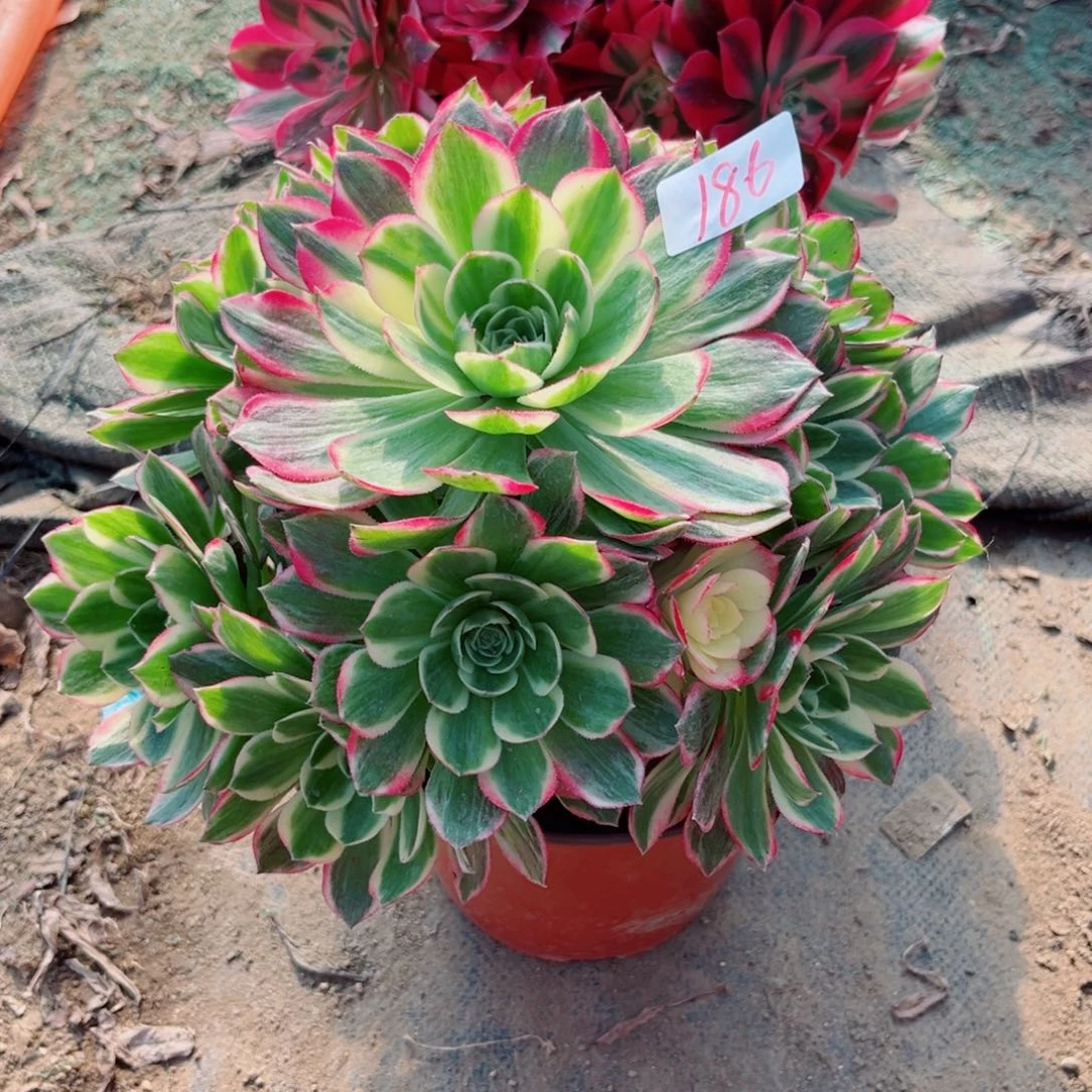 186海王法师多肉植物