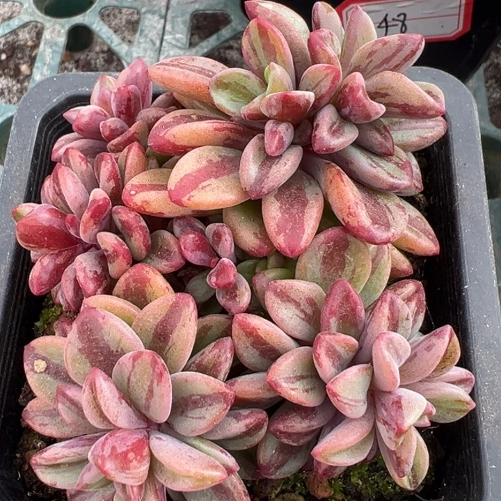 紫星中斑锦一物一拍锦龙