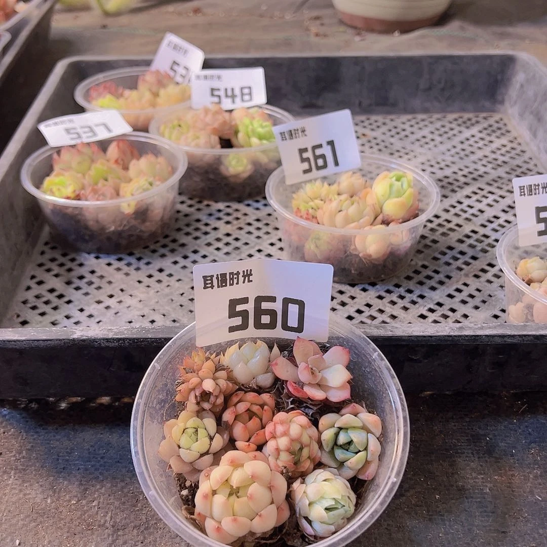560，拼盘，多肉植物
