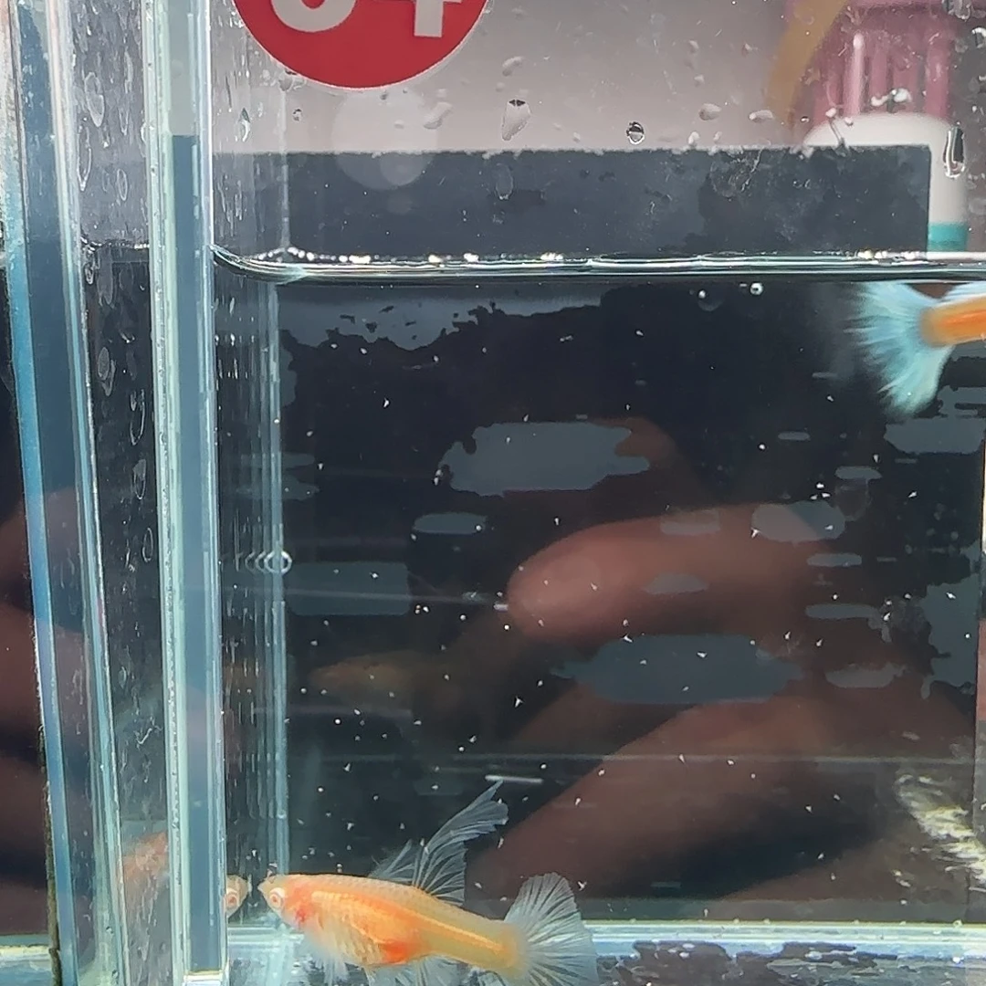 孔雀鱼34蓝白灯笼绣球1对