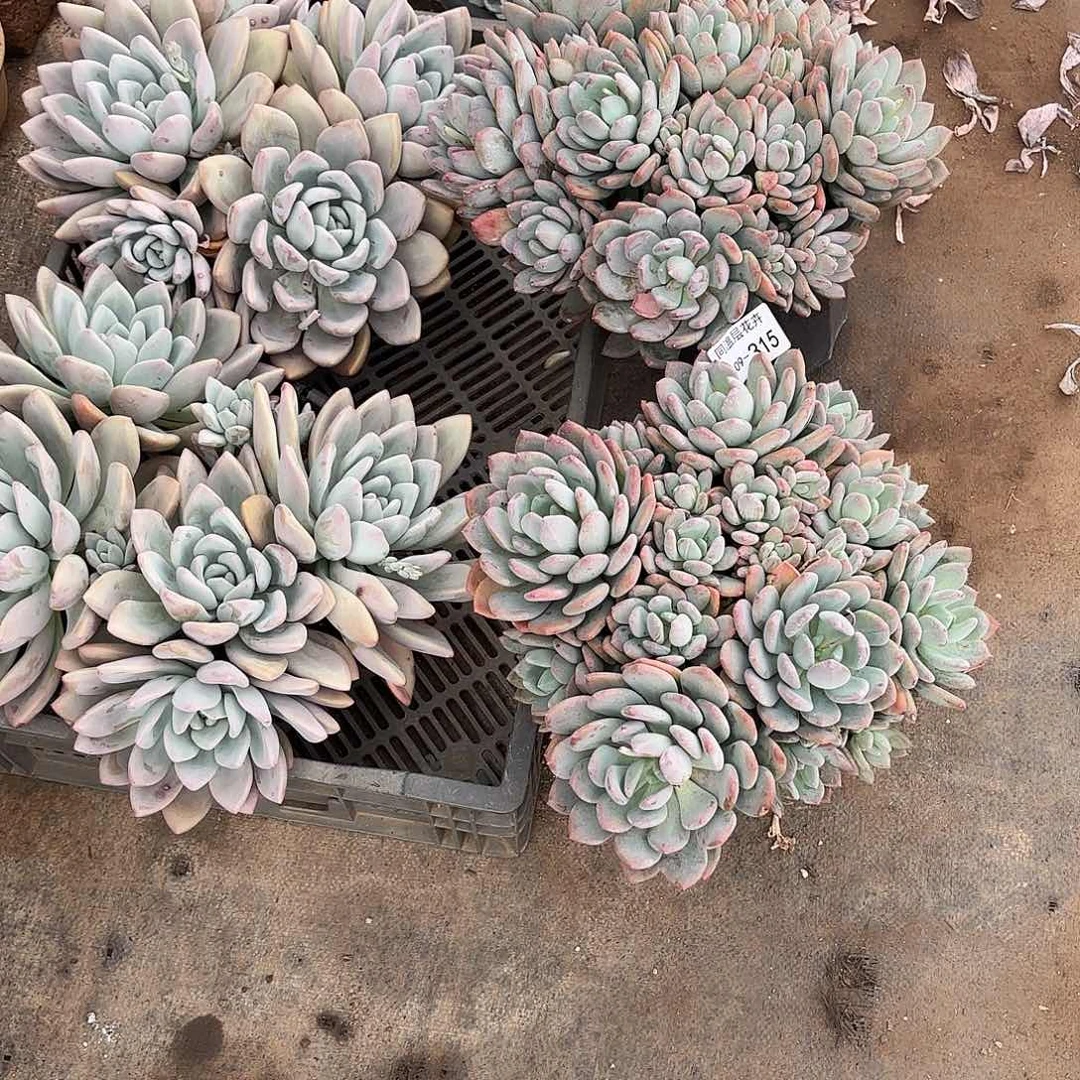 橘*子同温层多肉组合三十颗315