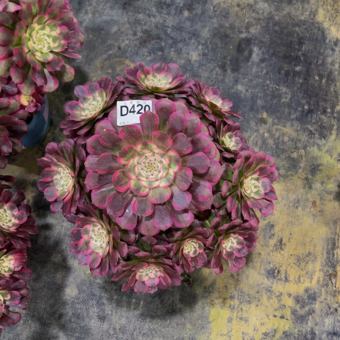 42000霁月福利可以拍